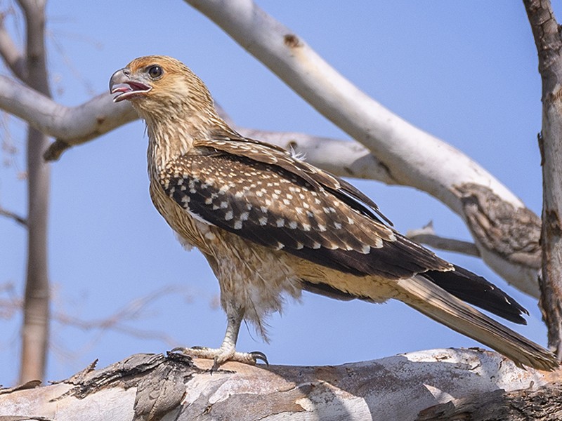 Whistling Kite - eBird