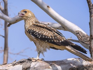 flavia 鳥 FLAVIA フラビア 鳥 置物 イタリア製 - メルカリ