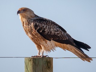 フエフキトビ - eBird