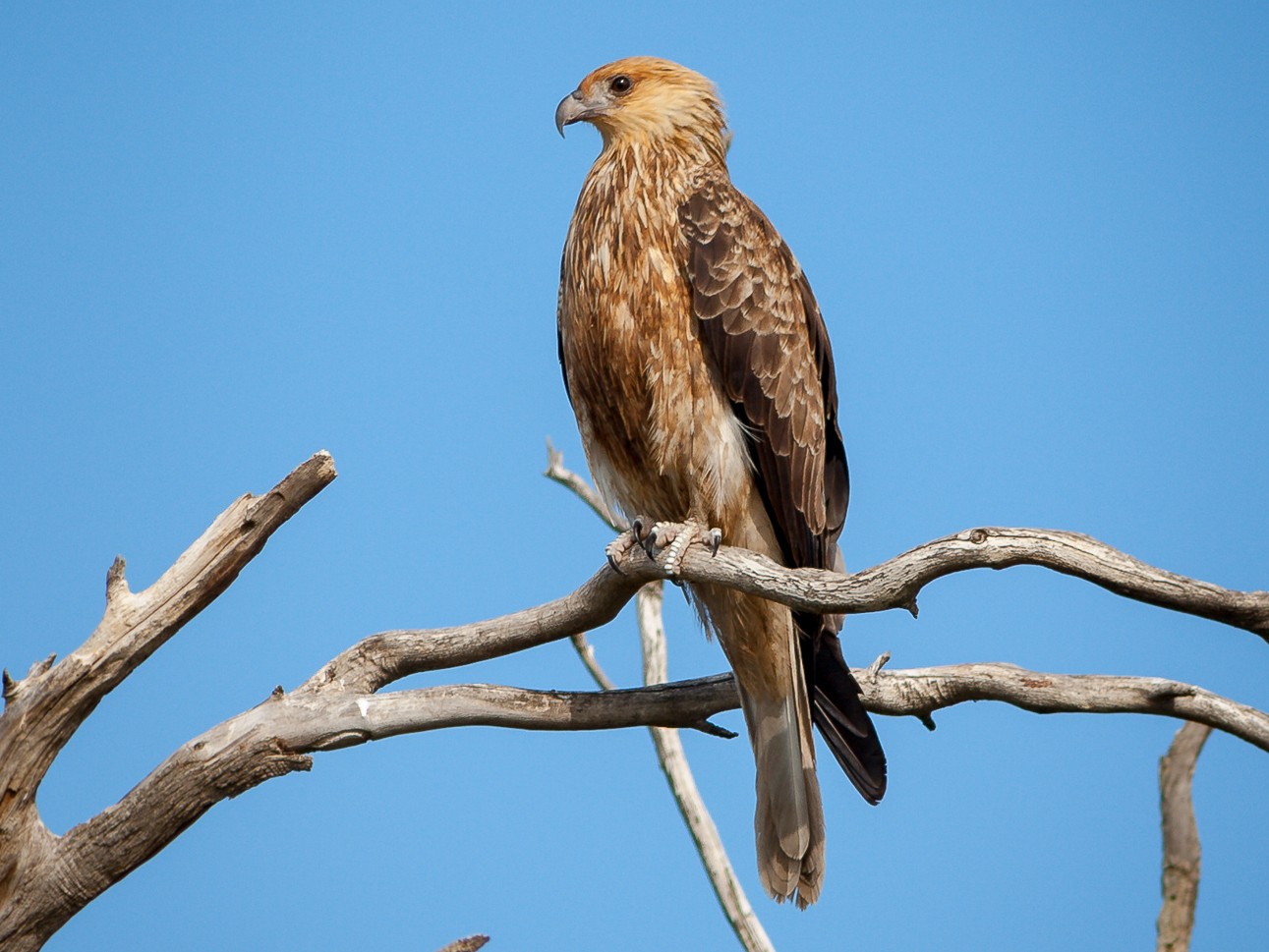 Whistling Kite - Luke Shelley