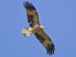 フエフキトビ - eBird