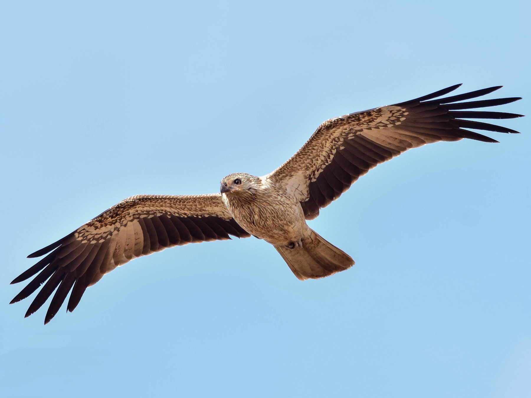 Whistling Kite - Adam Fry