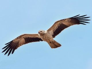 flavia 鳥 FLAVIA フラビア 鳥 置物 イタリア製 - メルカリ