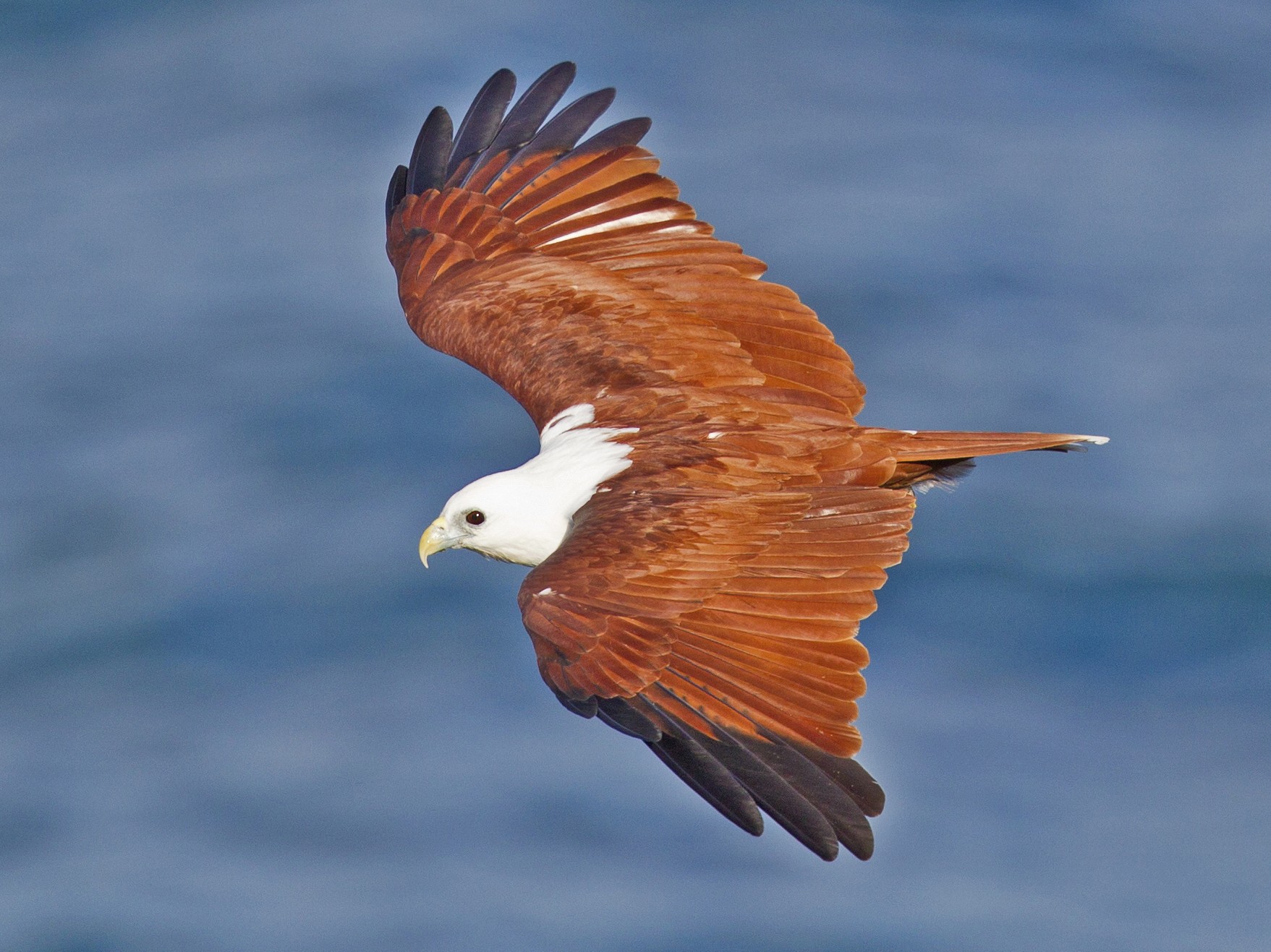 Brahminy Kite eBird