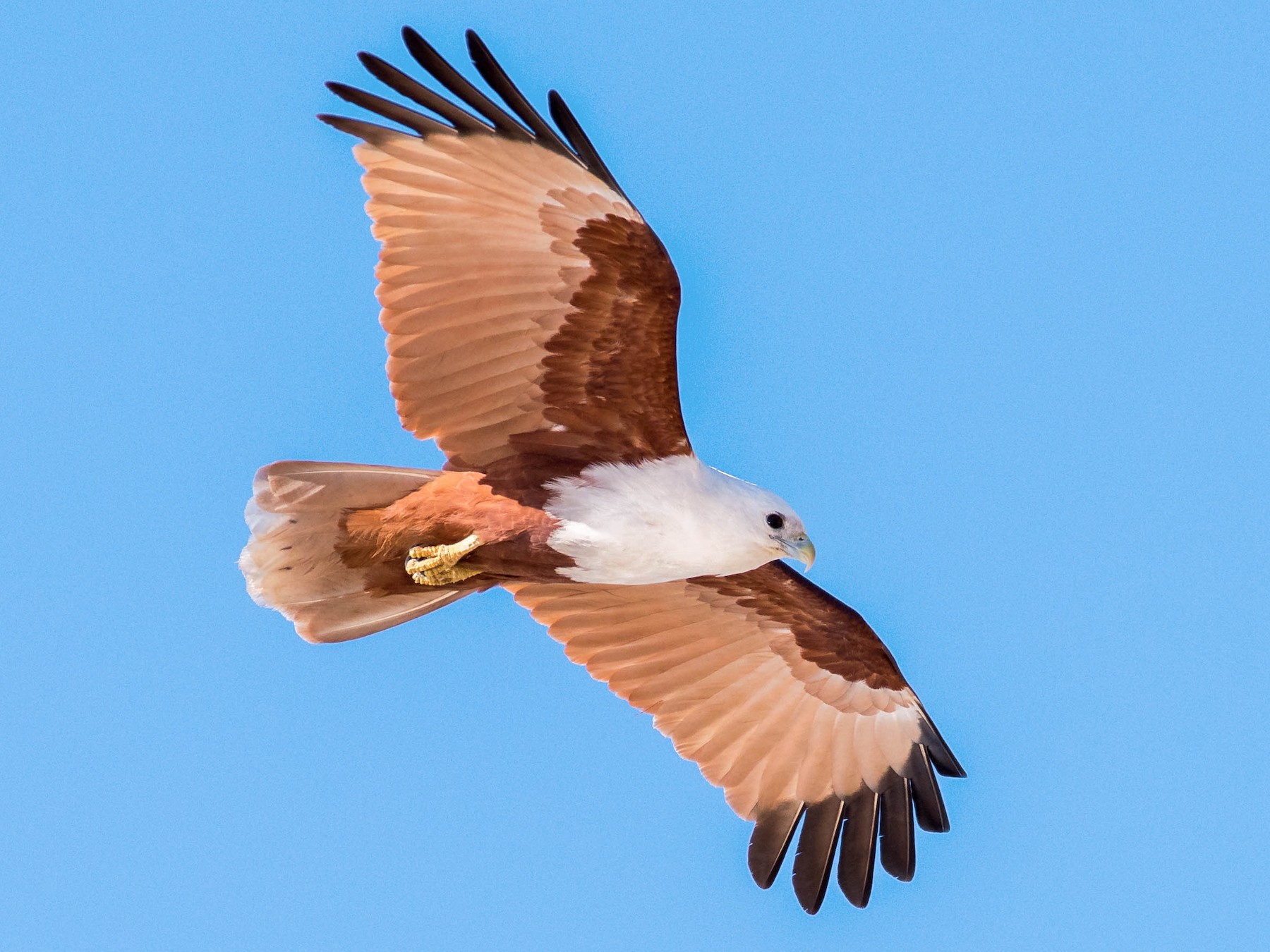 Brahminy Kite - Peter Taylor