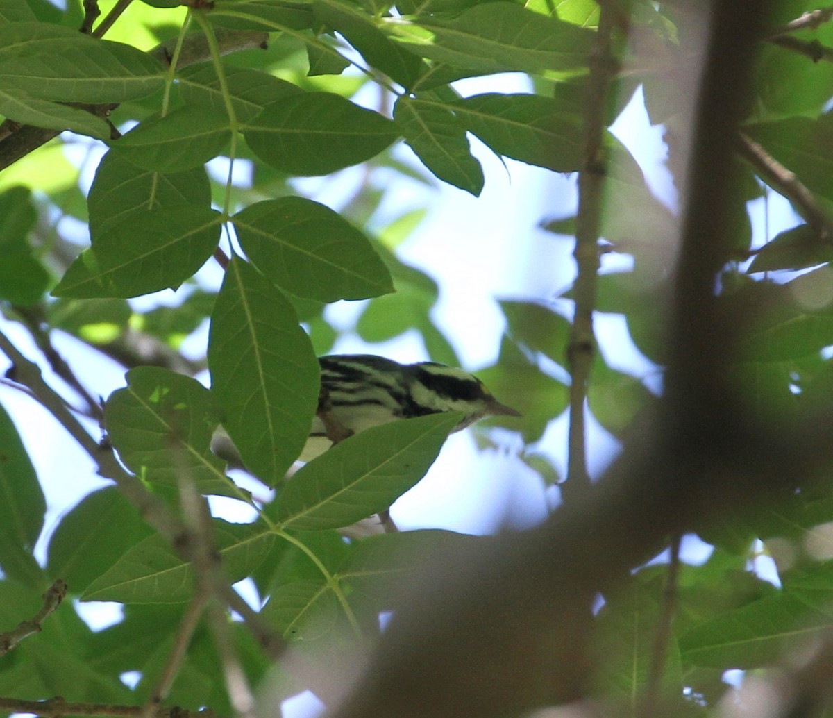 Black-throated Gray Warbler - Don Coons