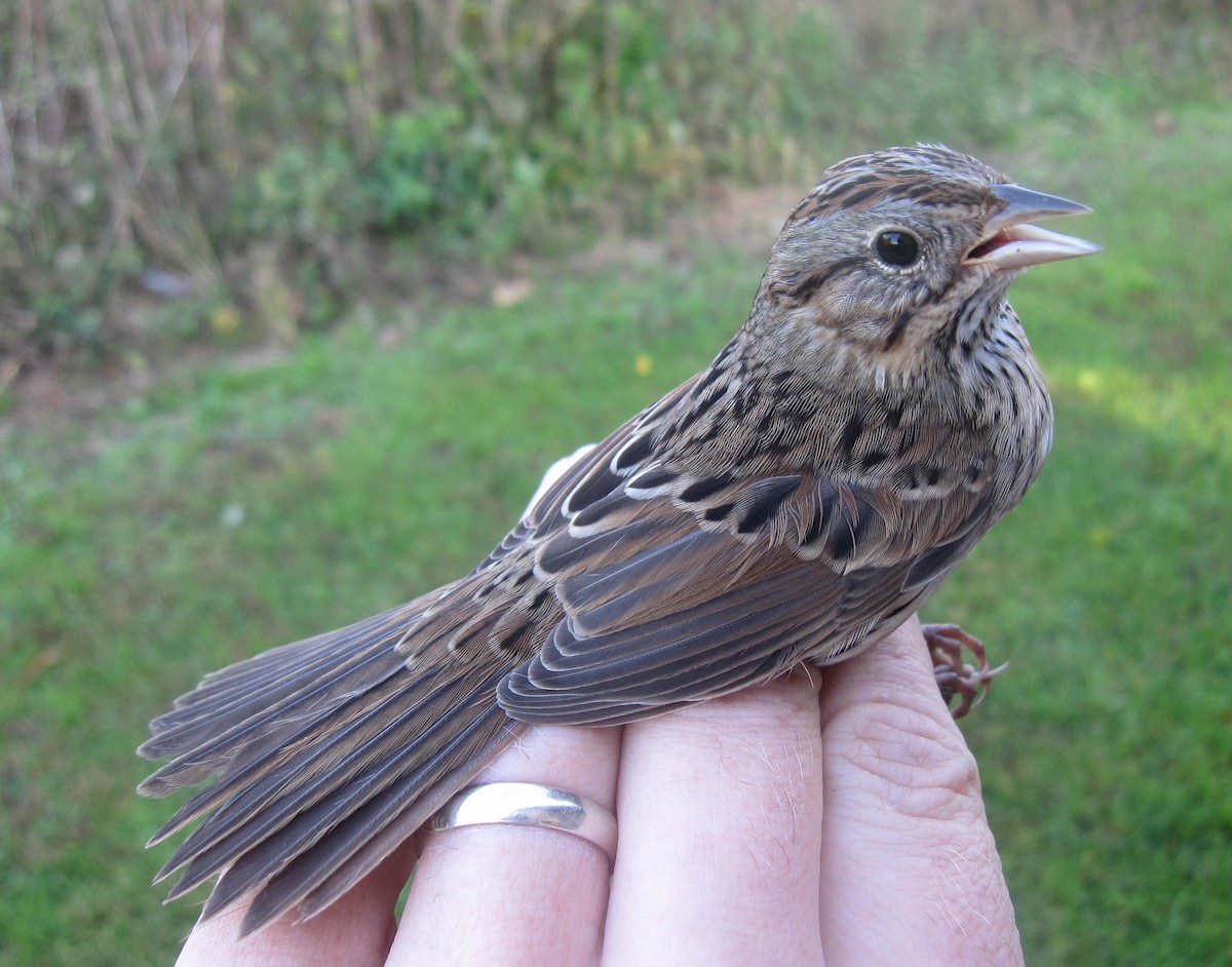 Lincoln's Sparrow - Bucktoe Creek Preserve Data