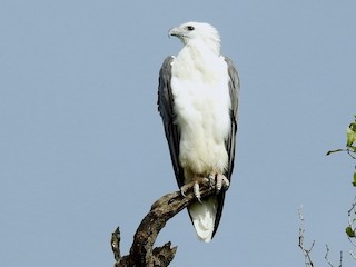 White-bellied Sea-Eagle - eBird