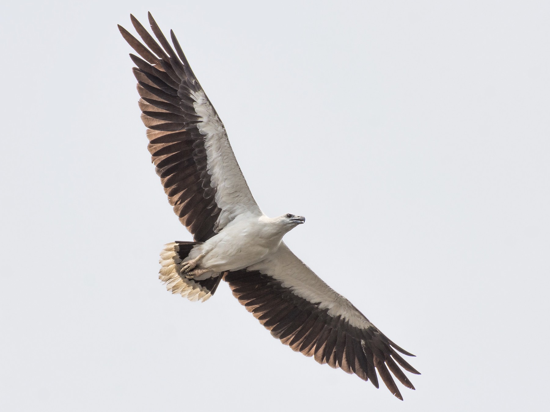 White-bellied Sea-Eagle - Fareed Mohmed