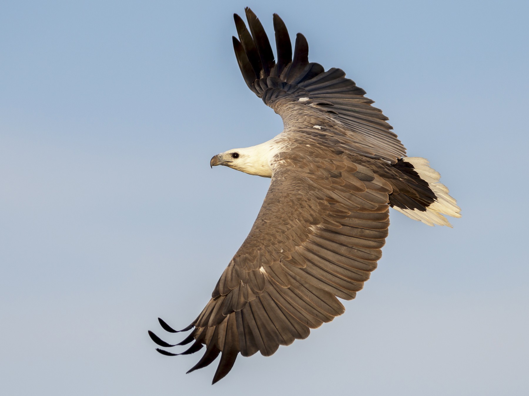 White Bellied Sea Eagle