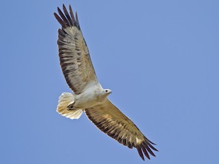 シロハラウミワシ - eBird