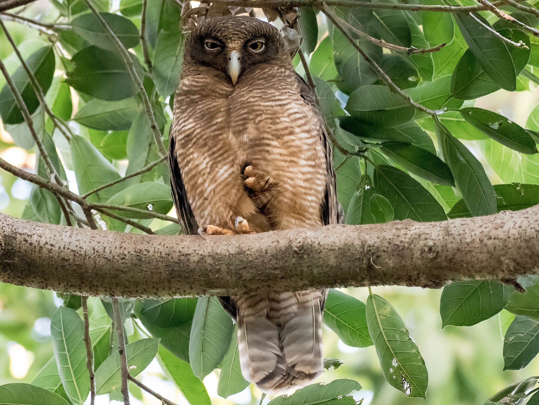 Rufous Owl - Terence Alexander