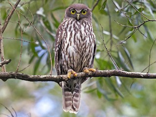  - Barking Owl