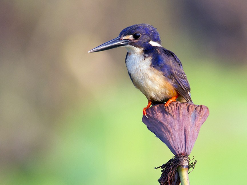 Azure Kingfisher - Laurie Ross | Tracks Birding & Photography Tours