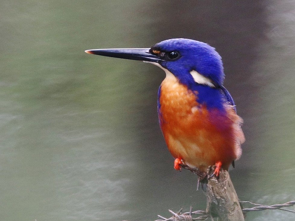 Azure Kingfisher - Rick Franks