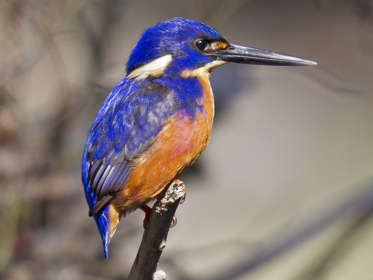Azure Kingfisher - Mat Gilfedder