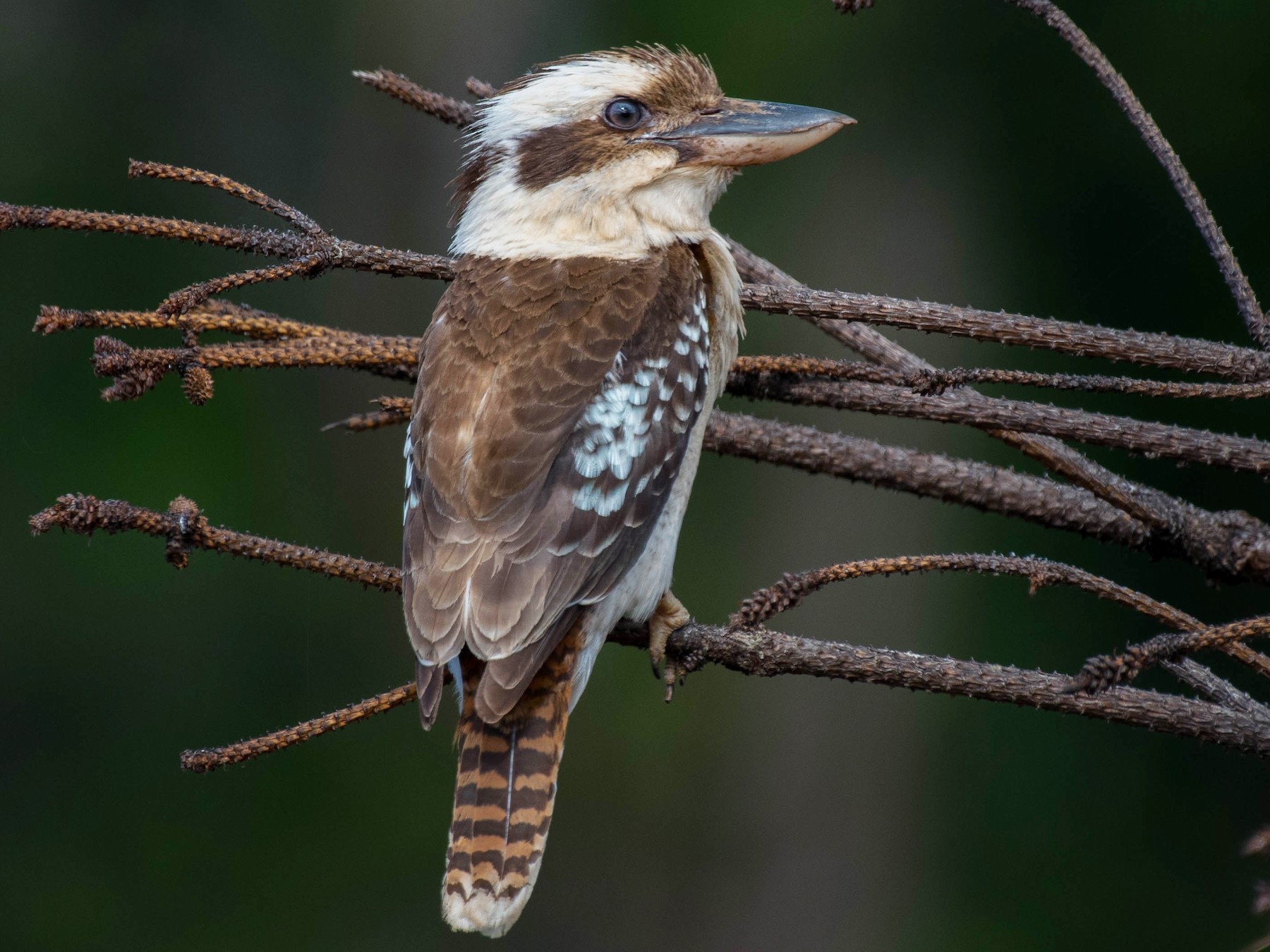 Laughing Kookaburra - Arkansas eBird