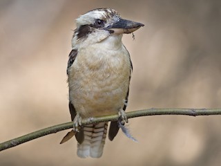  - Laughing Kookaburra