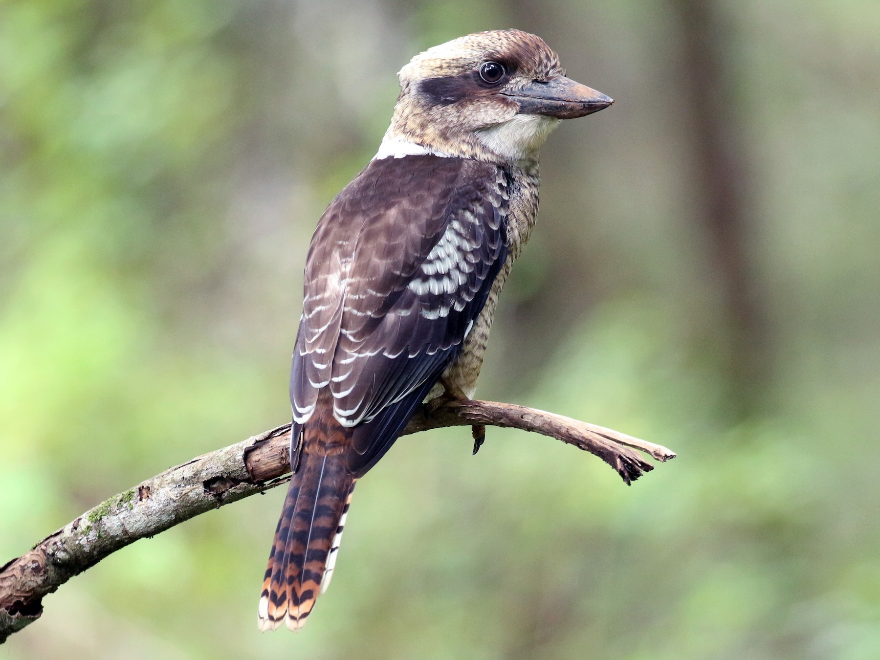 The bird is famous for its scary voice, with social media users calling its voice 'demonic'