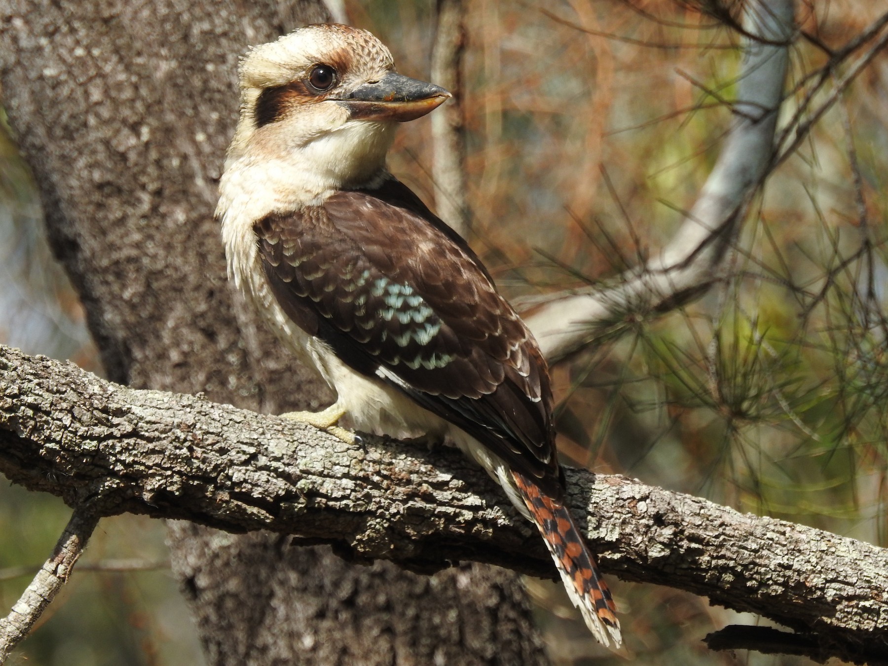 Laughing Kookaburra - Michael Daley