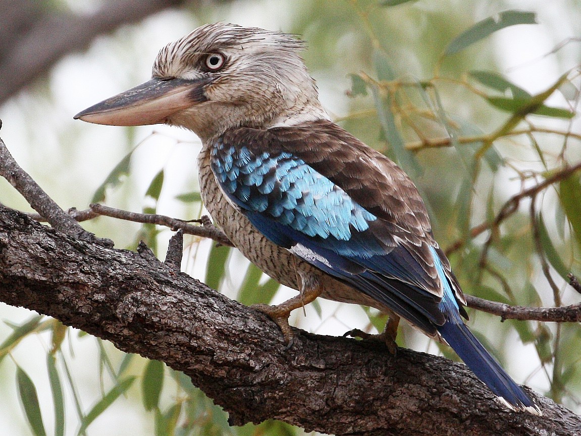 Blue-winged Kookaburra - Mal & Gail Highgate Hill