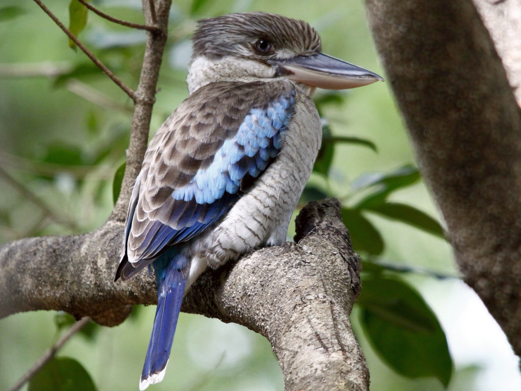 Blue-winged Kookaburra - Alan Atkinson