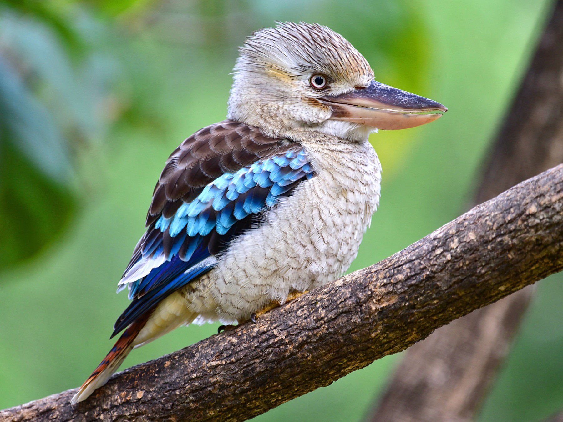 Blue-winged Kookaburra - Peter Lewis