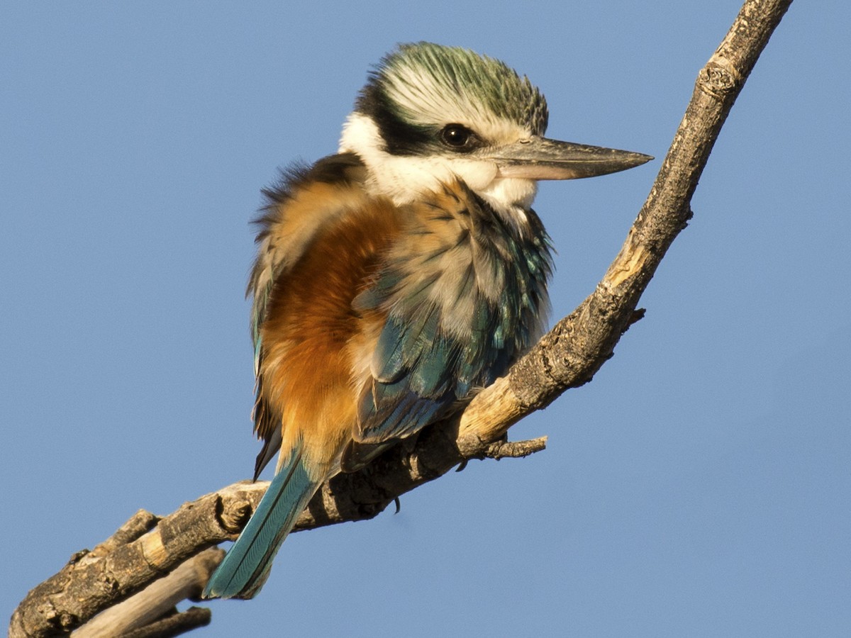 コシアカショウビン Ebird