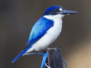  - Forest Kingfisher