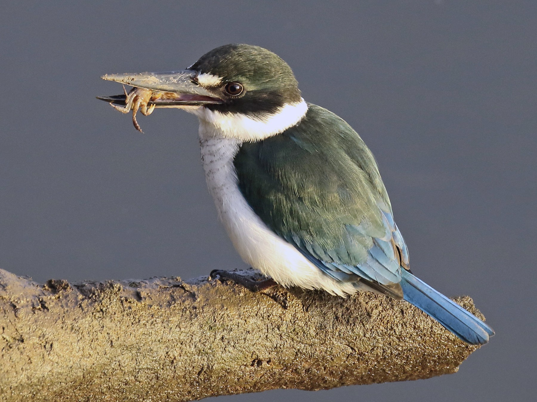 torresian-kingfisher-ebird