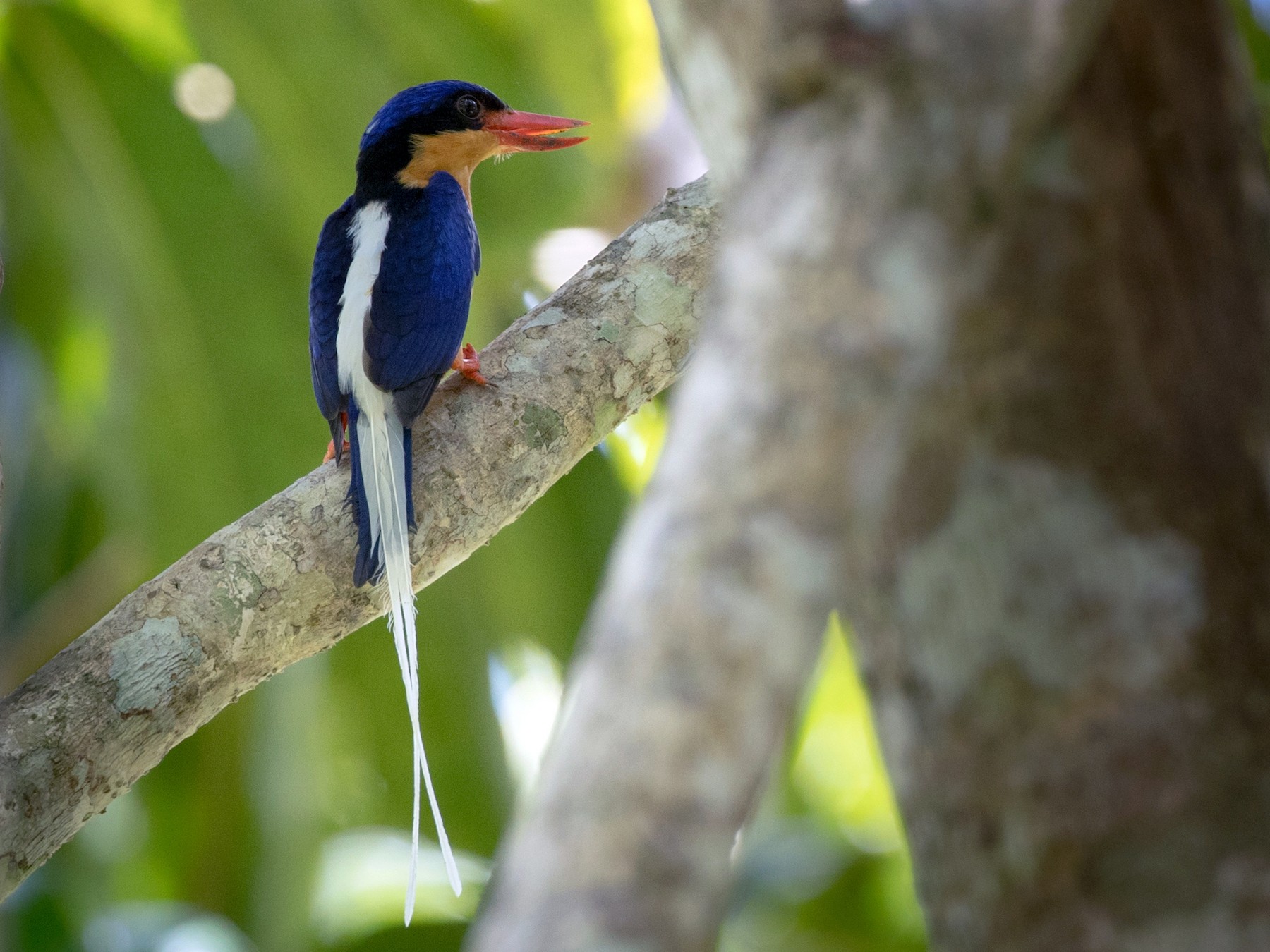 Buff-breasted Paradise-Kingfisher - Ian Davies