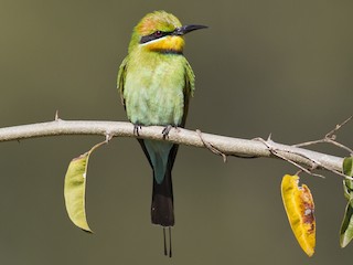  - Rainbow Bee-eater
