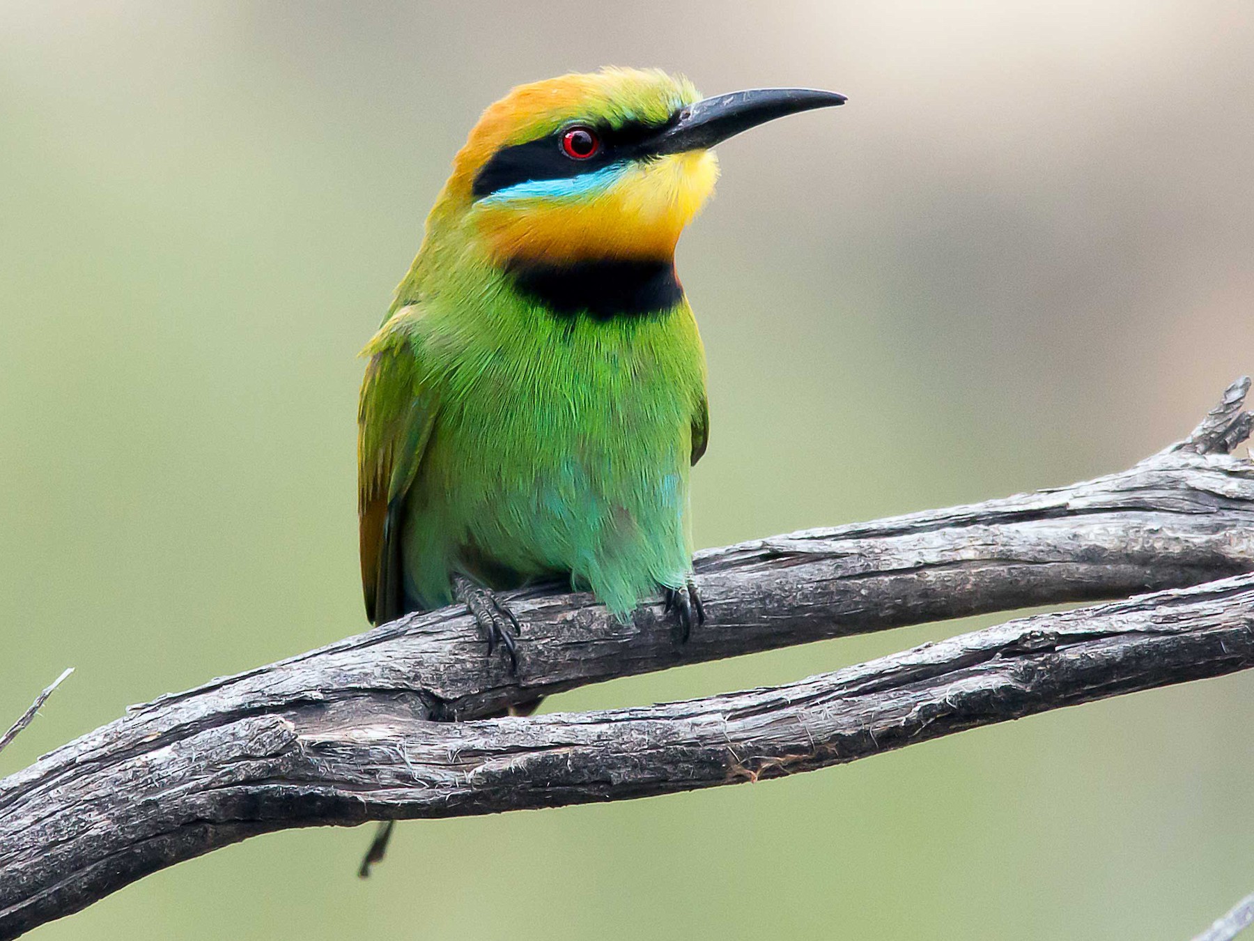 Rainbow Bee-eater - Andrew Allen