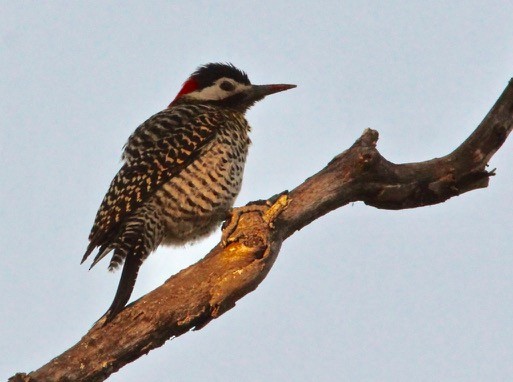 Green-barred Woodpecker - ML121684441
