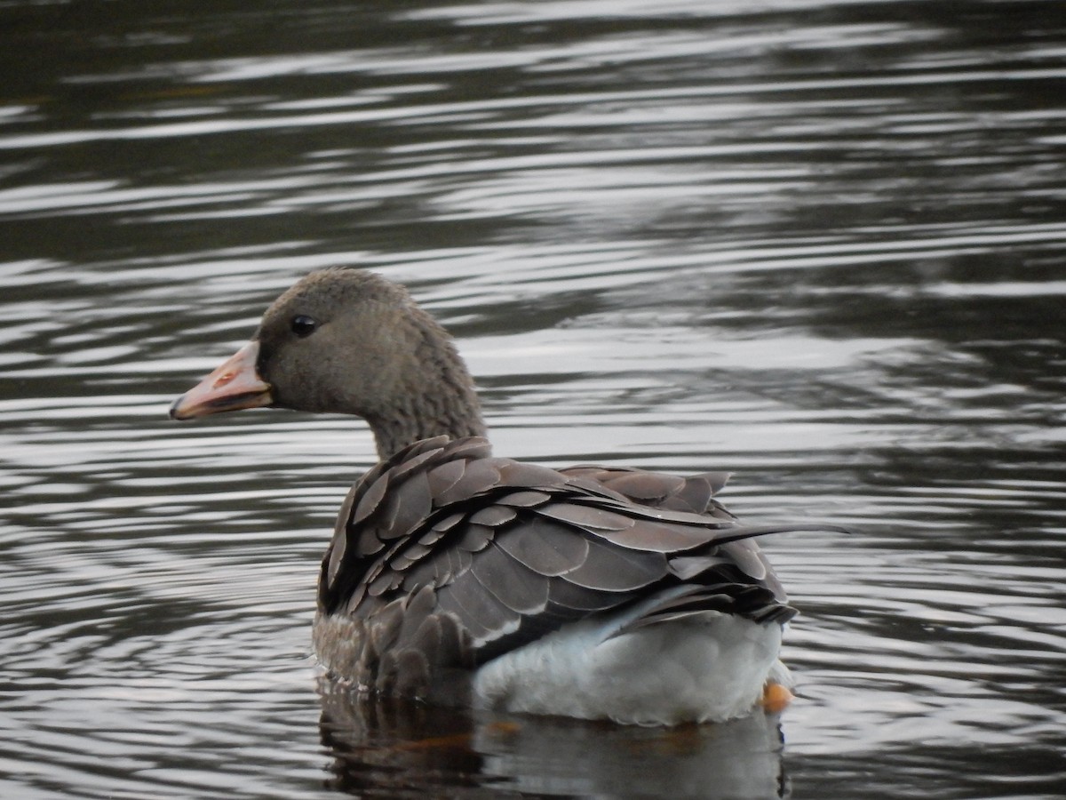 Greater White-fronted Goose - ML121684951