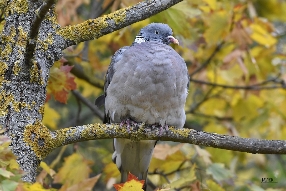 Common Wood-Pigeon - ML121685541