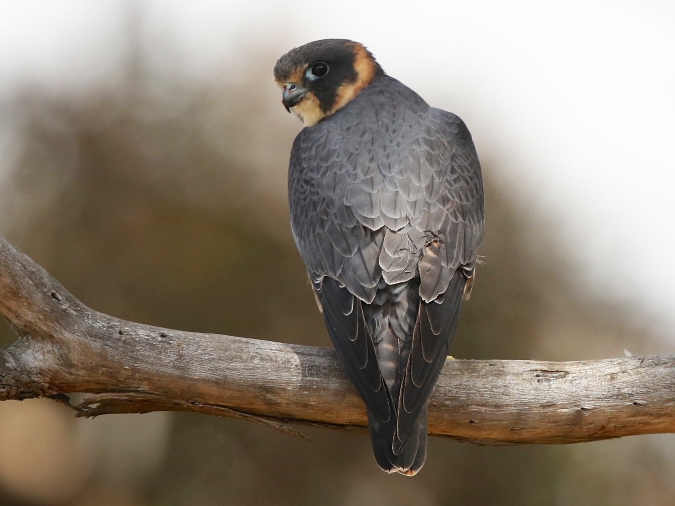 Australian Hobby, scientific name Falco longipennis