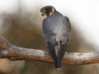  - Australian Hobby