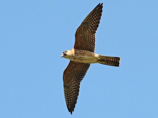 Молодая птица - Gary Leavens - ML121686601