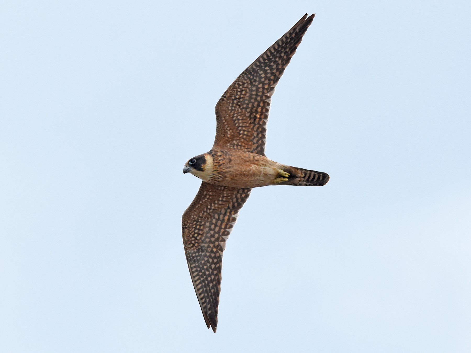 Australian Hobby - Geoffrey Groom