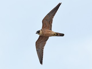  - Australian Hobby