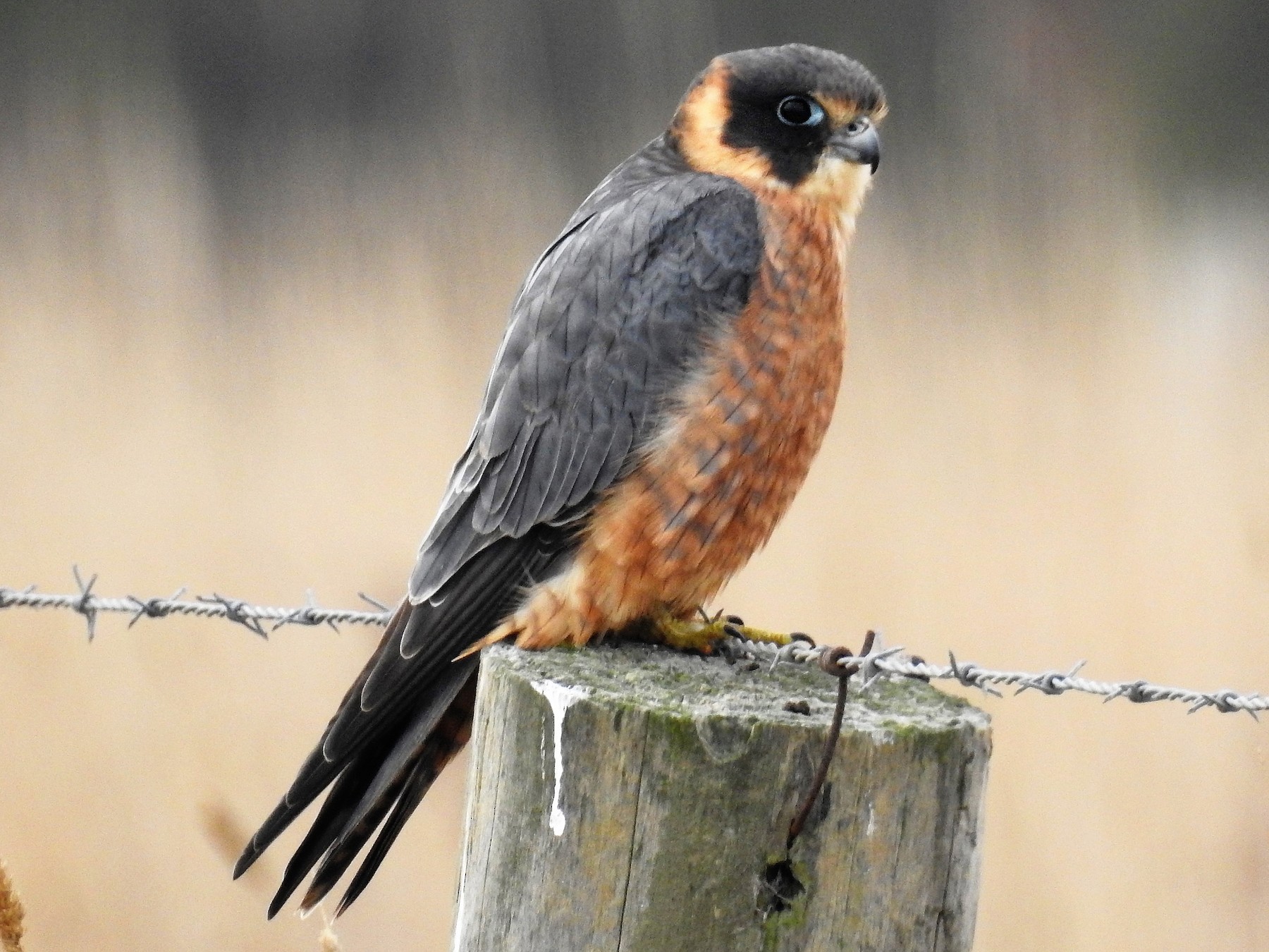 Australian Hobby - Ken Crawley