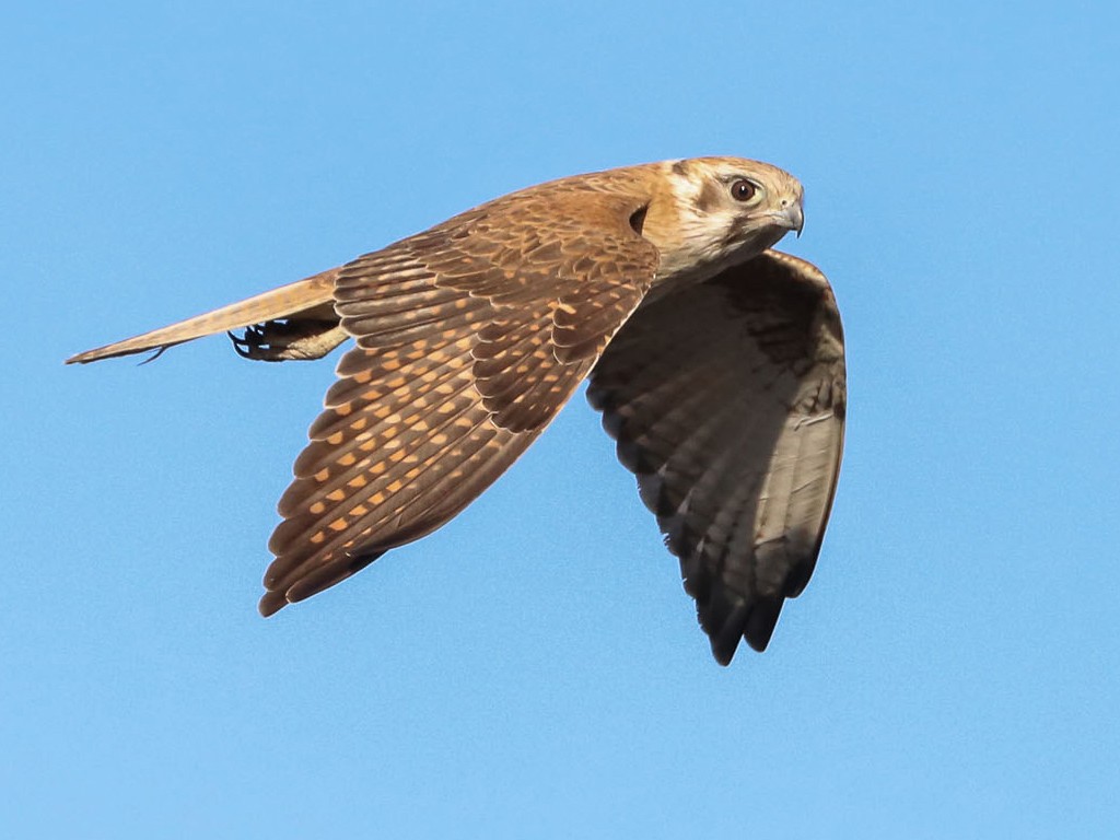 Brown Falcon - Ged Tranter