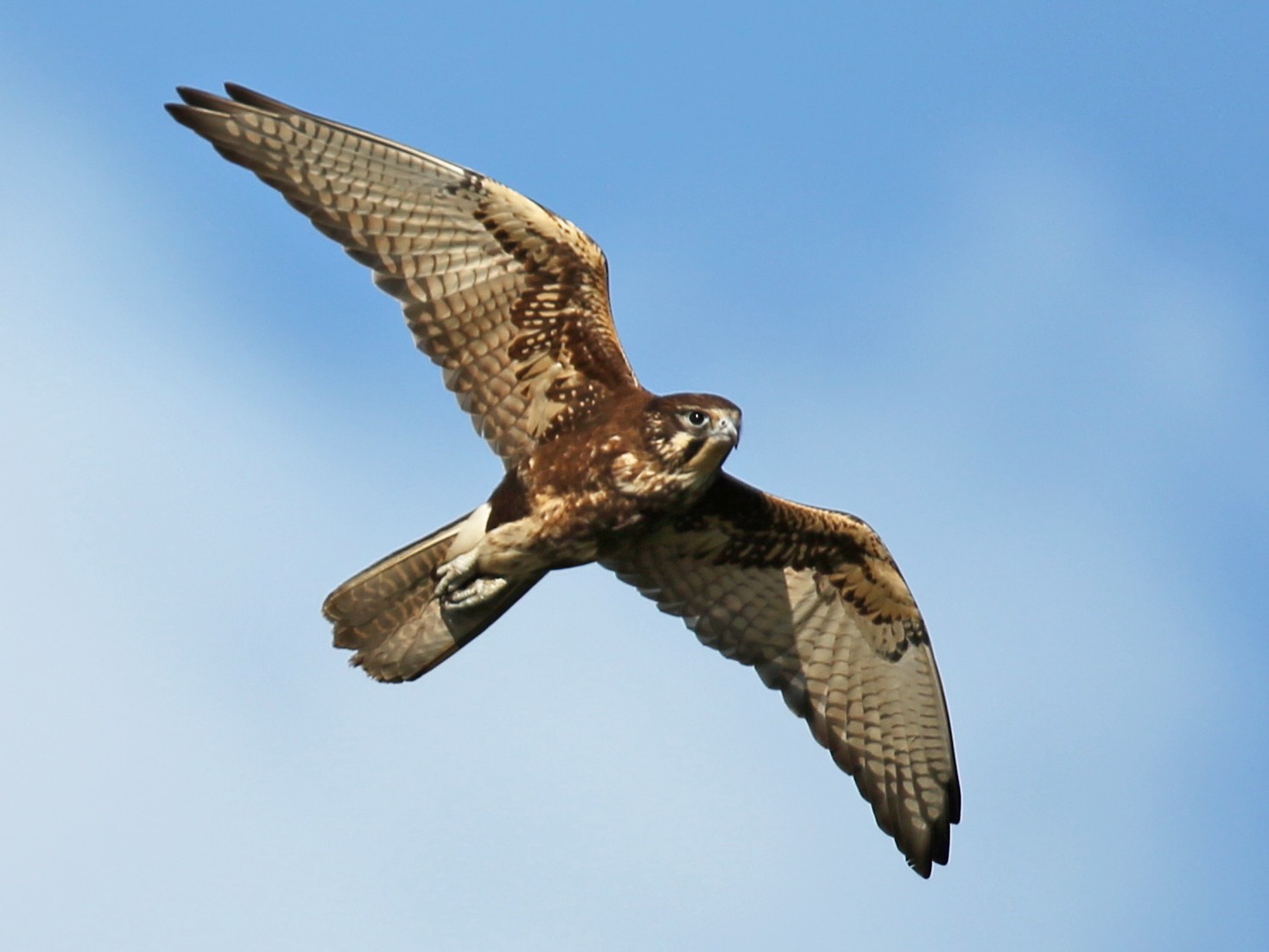 Brown Falcon - David  Tytherleigh