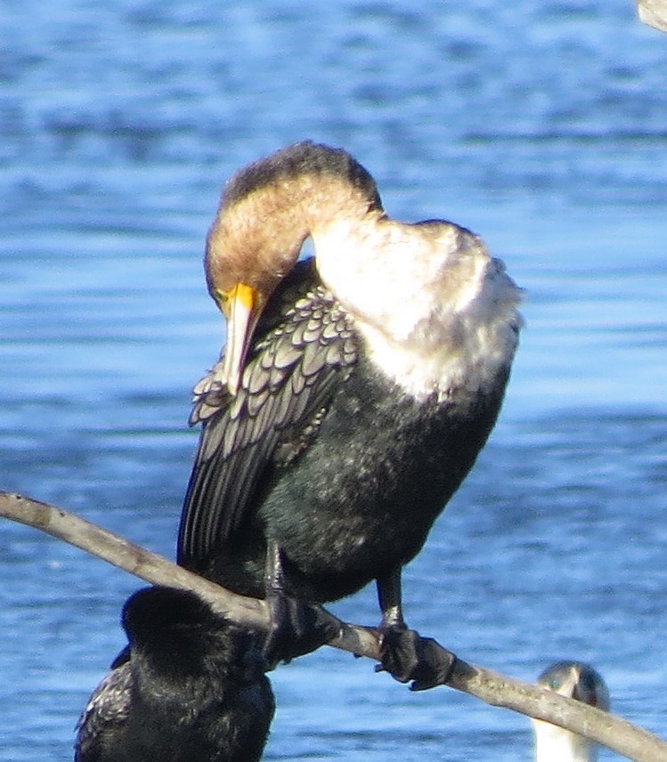 Great Cormorant (White-breasted) - Rafael Tosi