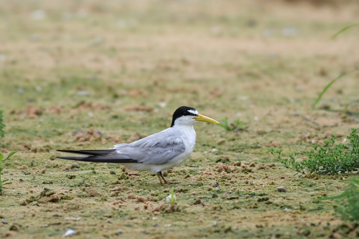 Yellow-billed Tern - Nick Bonomo