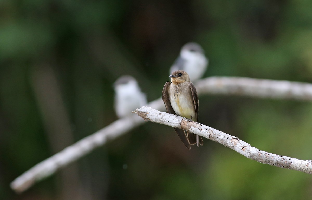 Southern Rough-winged Swallow - ML121691081