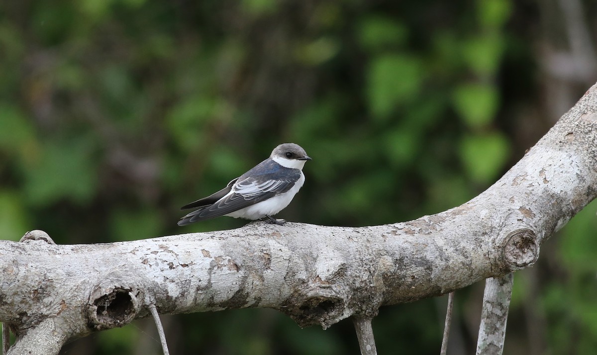 White-winged Swallow - ML121691121