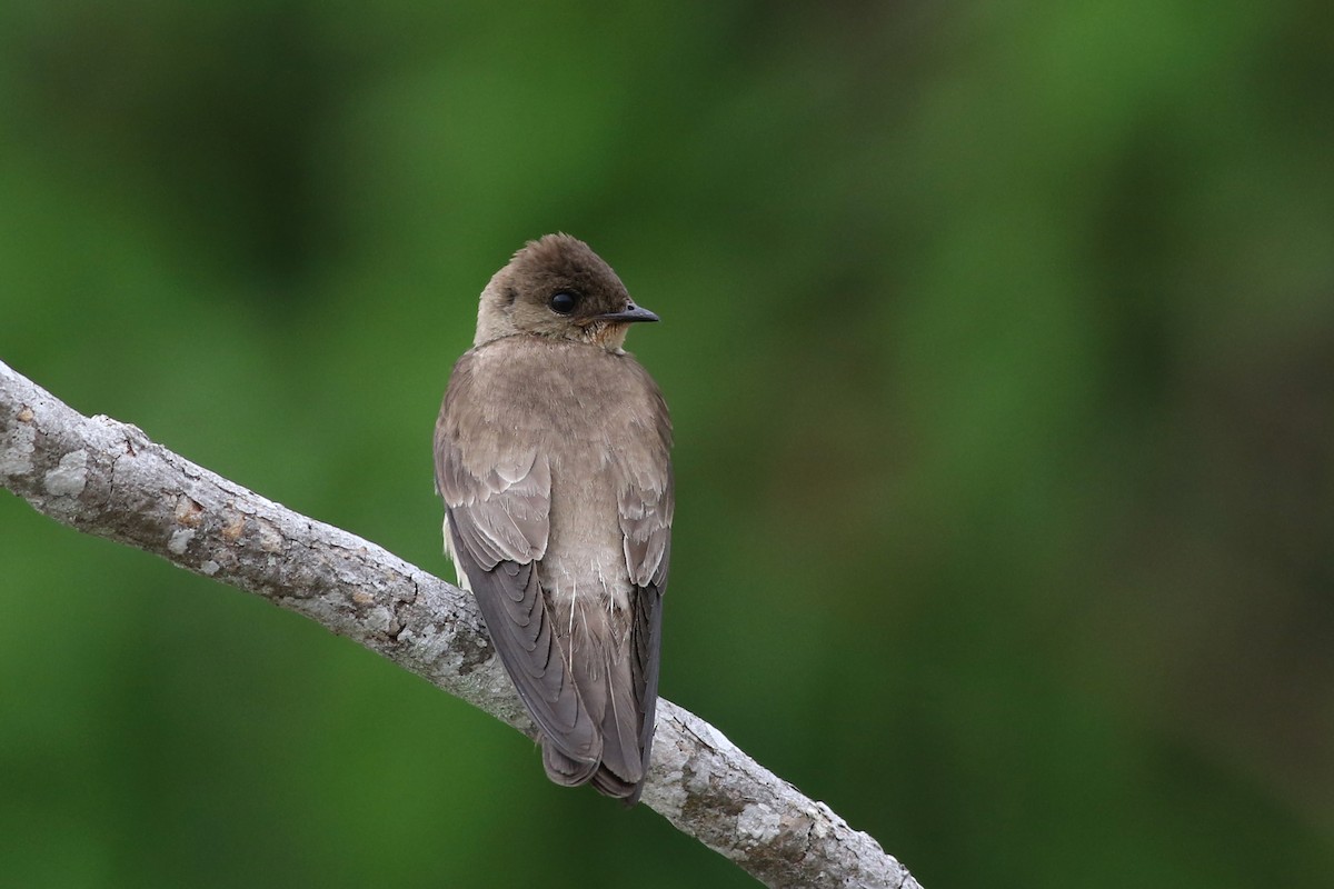 Southern Rough-winged Swallow - Nick Bonomo