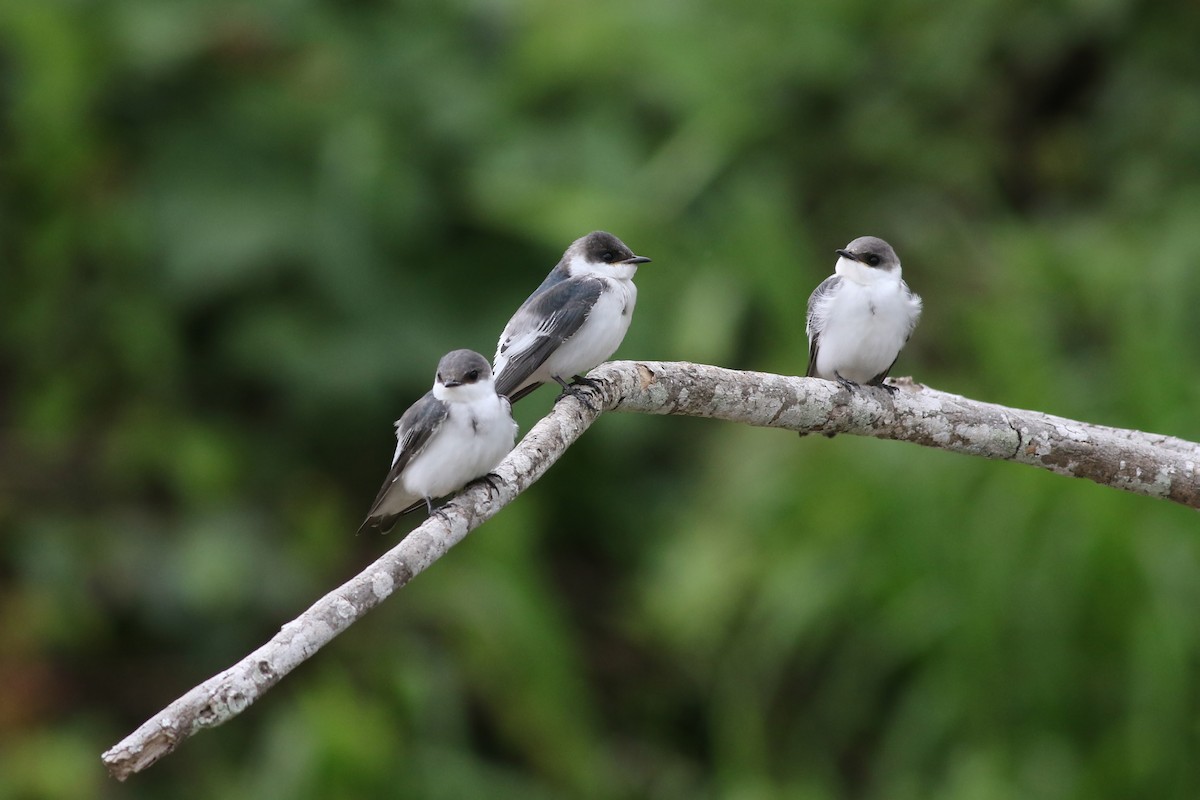 White-winged Swallow - ML121691141